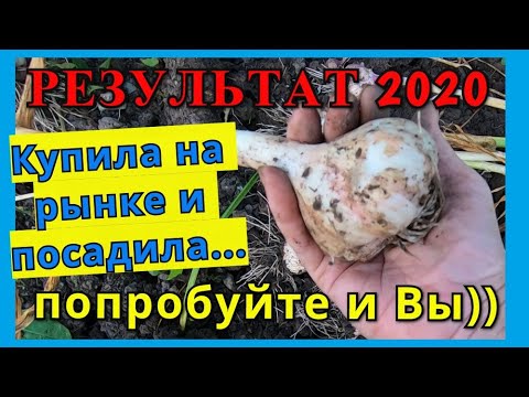 Как посадить чеснок под зиму и где взять посадочный материал.