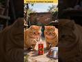 Two Cats Trying to Light a Firecracker 💥 #shortsfeed #cat #shorts