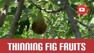 Thinning fig tree for larger fruit