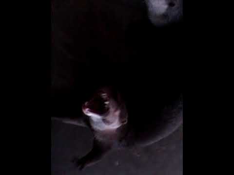 Suara Asli Berang Berang ( Otter ) - YouTube