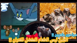 هل سافرت الفئران الي الكواكب ؟؟ + 10 معلومات عن الفئران