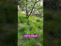 Участок6,2 сотки Адлерский р-н с видом на олимп парк #сочи #сочинедвижимость #анфеникс #недвижимость