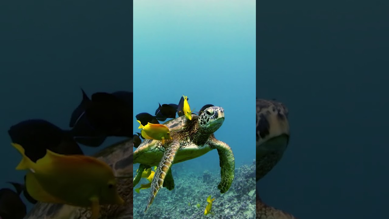 This turtle cleaning station is a very specific outcrop. 