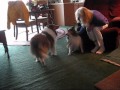 bree and suzi at mom&#39;s.wmv