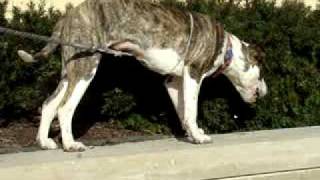 Cookie-Available At The Humane Society Of Missouri