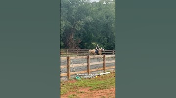 been using templates lately bc i’m to lazy to do a 10 minute edit #horse #equestrian #fails