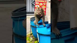HEARTLESS MOM 🙊 monkey mom throws baby in trash 🗑️  #monkey #mom #baby