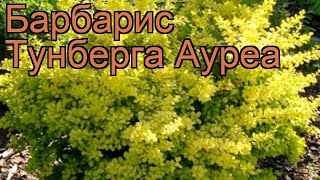 Барбарис тунберга Ауреа (berberis thunbergii aurea) 🌿 обзор: как сажать, саженцы барбариса Ауреа