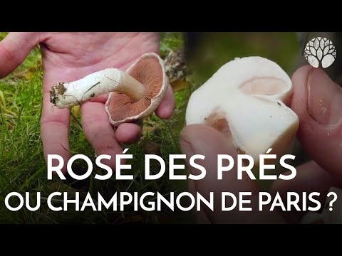 Vidéo: Champignon comestible - Champignon des prés