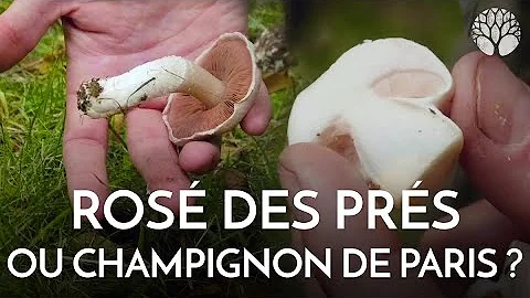 Comment manger des roses des prés ?