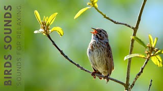 Birds Chirping - Birdsong to Relieves Stress, Prevents Anxiety and Depression, Heal The Mind