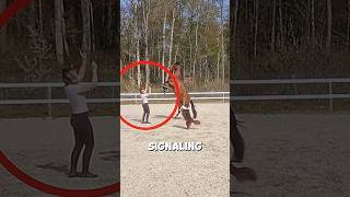 Smart Horse Surprises Everyone