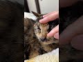 本人は看病のつもりなのか…