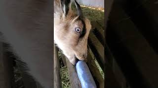 Is This The Goat Of Asmr? Salt Block Licking Satisfying Sound