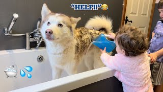 Grumpy Baby Attempting To Bath Our Giant Husky Puppy Is The Funniest Thing Ever!.
