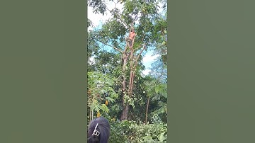 Cutting The Tree Branches 🌳 #gideonzotevlogs #shorts #viral #cuttingskills #cuttingtrees