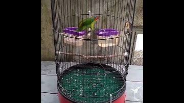 Burung Serindit