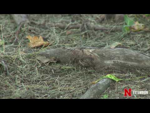 Tree Root Trouble