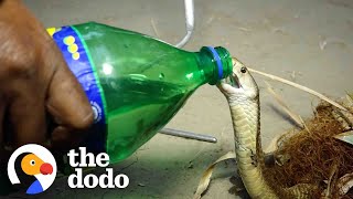 Little Cobra Gets Sips Of Water From A Sprite Bottle During His Rescue  | The Dodo