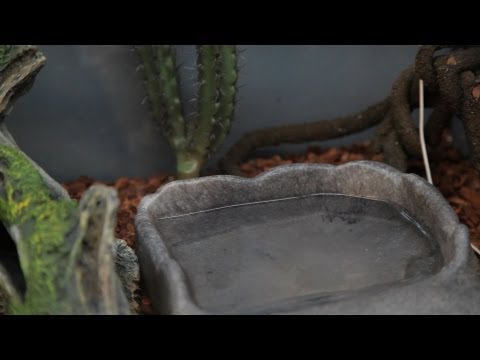 How Much Water Does a Snake Need? | Pet Snakes
