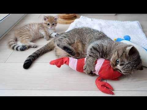 Mother cat Lili suddenly became ferocious, which startled the kitten Rio!