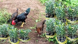 Survival Starting of a citrus crop Chicken, rice fields simple the best mountain village Lifesty