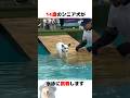 水泳に初挑戦した14歳のシニア犬