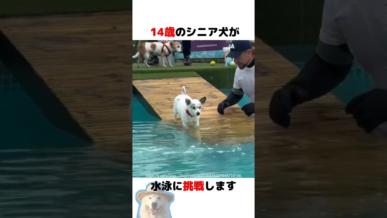 水泳に初挑戦した14歳のシニア犬