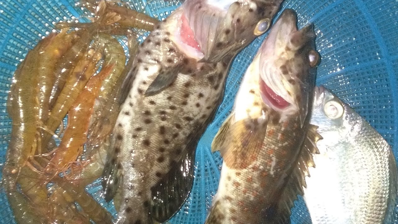 Mancing ikan kerapu di kaki jambatan Pan Borneo 