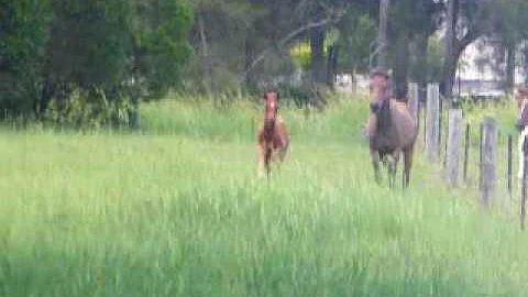 Cashie and Tay having a run in Nancy paddock : )