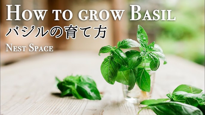 ペットボトルでお手軽 野菜の水耕栽培 Youtube ペットボトルでお手軽 野菜の水耕栽培 Youtube