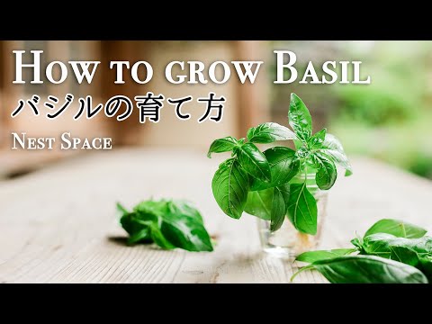 １本から無限に増える 048 超簡単バジルの増やし方と育て方 How To Grow And Propagate Basil Youtube