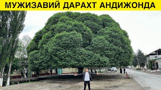 АЛЛОХ МУЖИЗАСИ УЗБЕКИСТОНДА