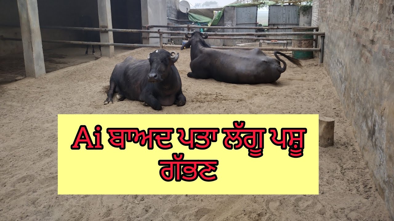 ਟੀਕਾ ਲਾਉਣ ਤੋਂ ਤੁਰੰਤ ਬਾਅਦ ਕਿਵੇਂ ਪਤਾ ਲੱਗੇ ਮੱਝ ਗਾਂ ਗੱਭਣ ਹੋਈ ਕਿ ਨਹੀਂ