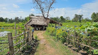 เปลี่ยนจากที่นา 2 ไร่ทำสวนผสมผสานเลี้ยงปลาสร้างรายได้สร้างแหล่งอาหาร