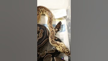 Axanthic Clown Ball Python pairing - Double recessive project!!