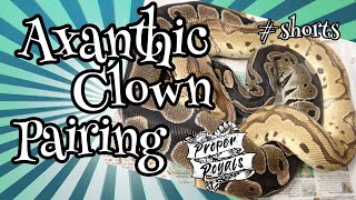 Celebrity Axanthic Clown Ball Python pairing - Double recessive project!! Profile