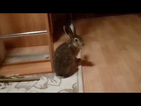 Домик Зайцу В Доме Зайца - YouTube