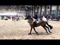 For chacco tn by for pleasure x chacco blue  final 7yo csi poznan cavaliada 5th place