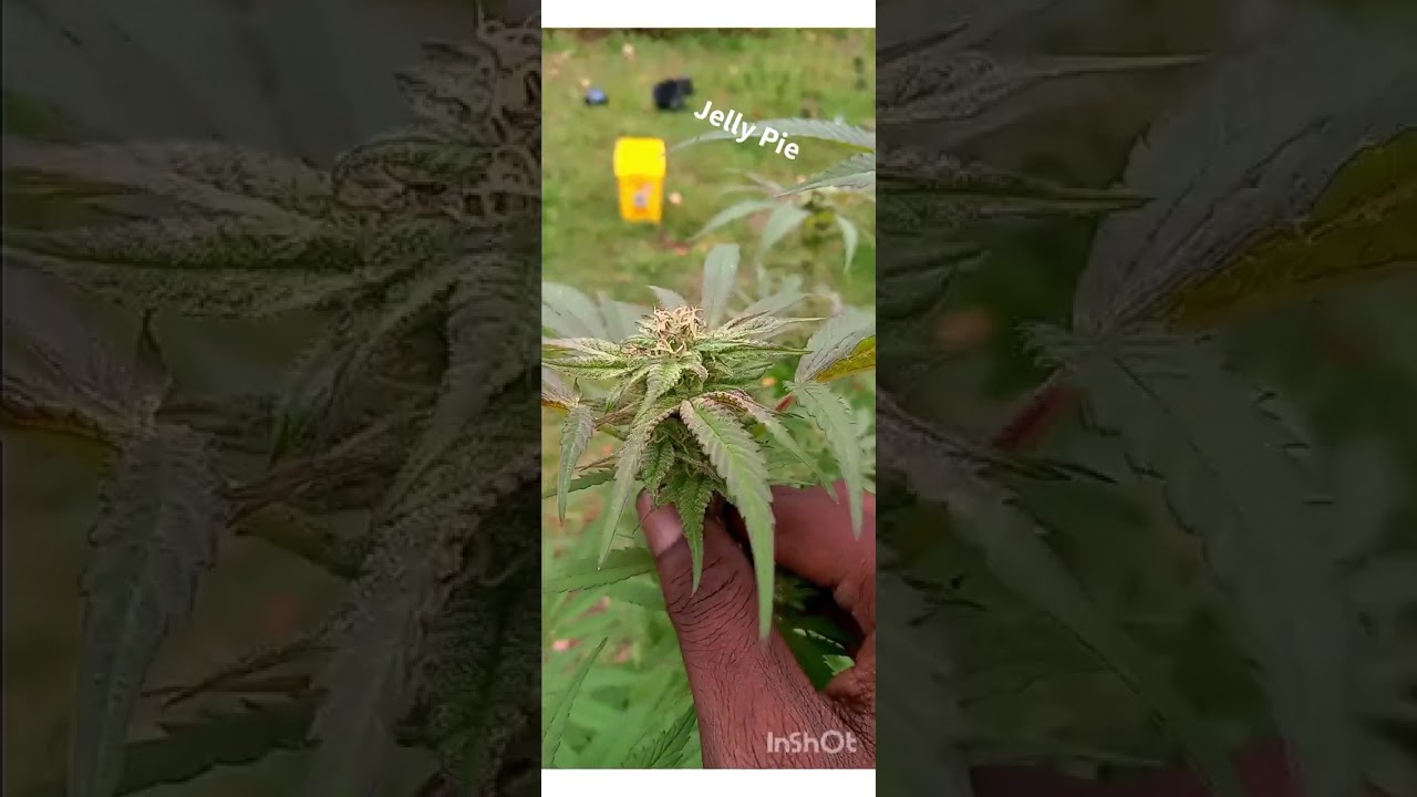 2023 Jelly Pie Outdoor Weed Grow 1 of 1