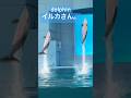 イルカさん。揃いました。 #aquarium #dolphin #横浜 #イルカ #イルカショー #動物 #animalshorts #animals #amazing #キラキラ #癒し #推し活
