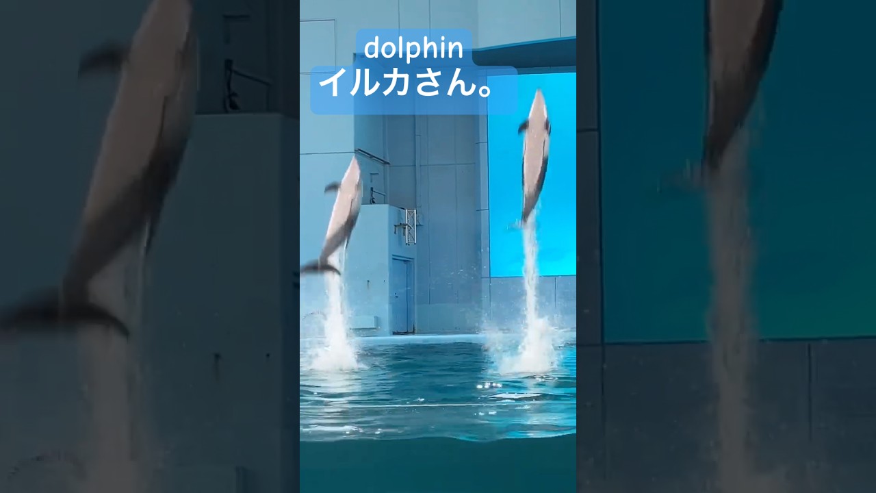 イルカさん。揃いました。 #aquarium #dolphin #横浜 #イルカ #イルカショー #動物 #animalshorts #animals #amazing #キラキラ #癒し #推し活