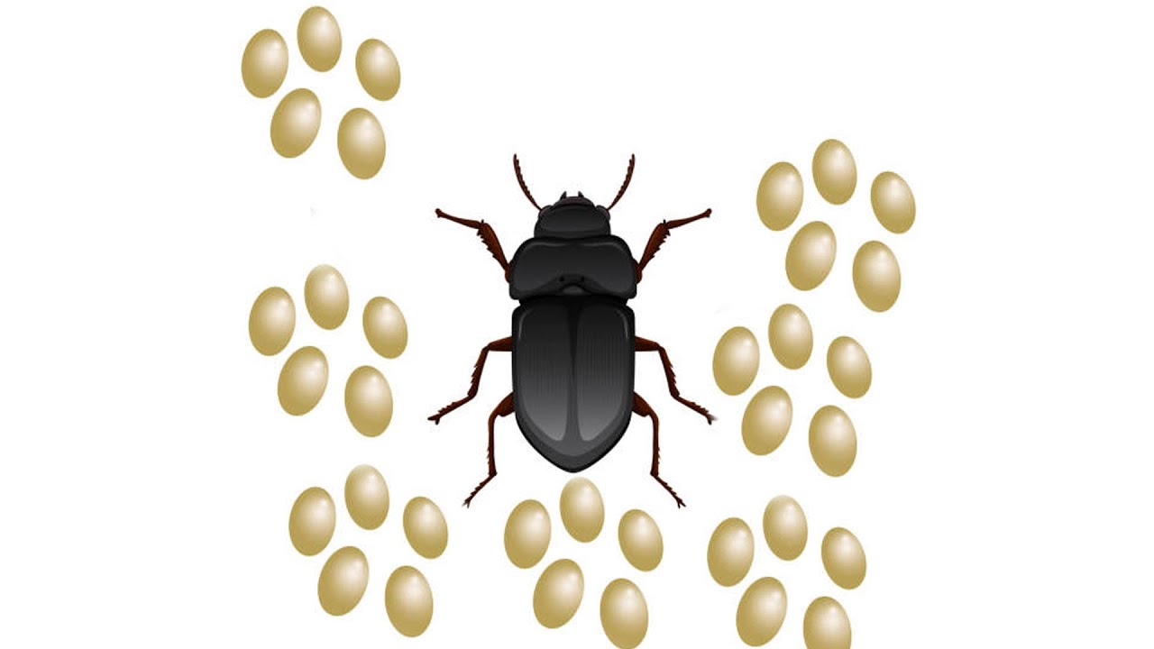 شاهد كيف تبيض خنفساء القبابي الميل ورم Mealworms Eggs