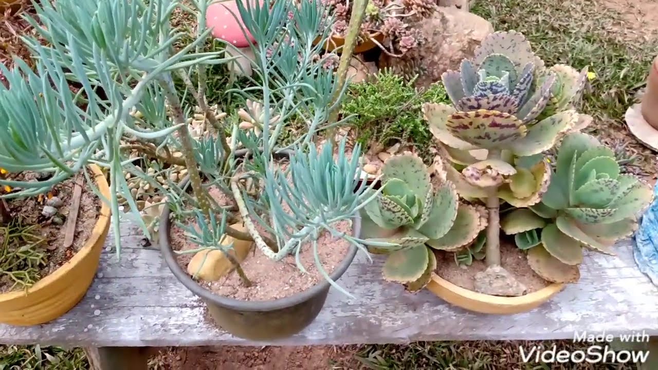 Como cultivar o senecio kilamanjaro e fazer mudas