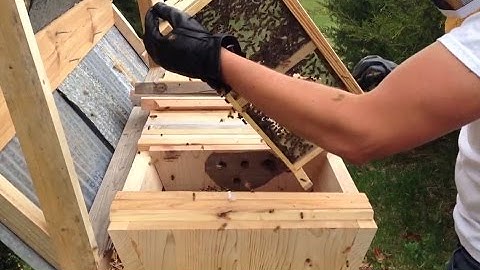 Top Bar Bee Hive First Install