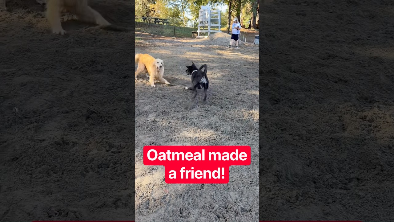 I’m so proud of Mr. Meal! #awkwarddog