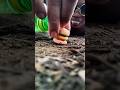 I'm so angry! I think those centipedes are hungry, they like soft burgers, watch out! #millipede