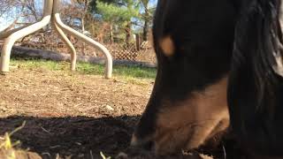 How to eat dirt