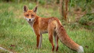 Eine tierische Fabel Die Waldmaus und der Rotfuchs