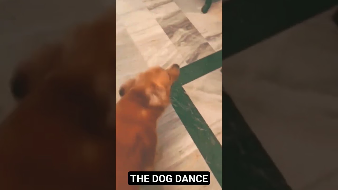 Dog Dance 